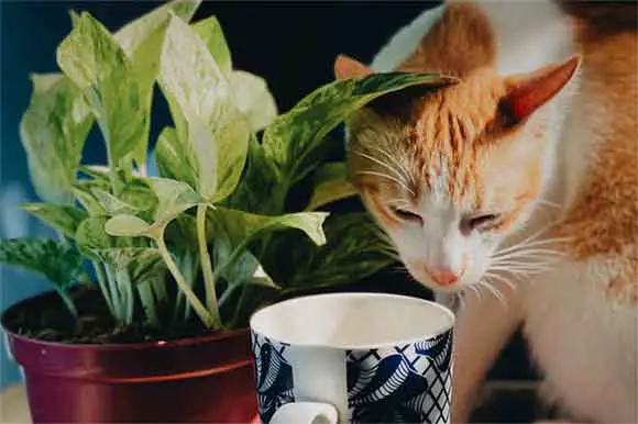 un chat est tenté de boire du café au lait