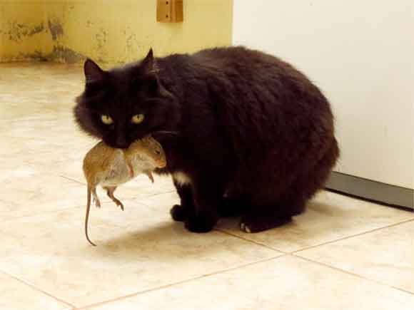 un chat a ramené une souris à la maison
