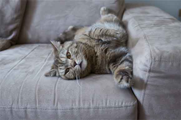 un chat se prélasse sur un canapé