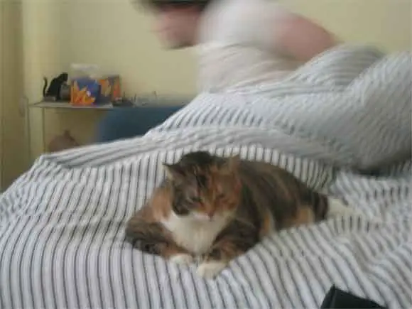 un chat vient de faire pipi sur le lit de son maître