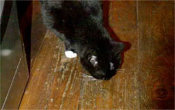un chat noir lèche le parquet
