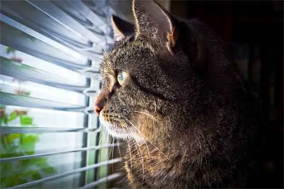 un chat regarde à travers une persienne