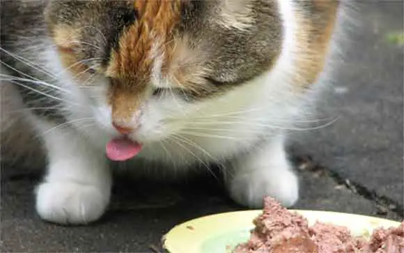 un chat qui n'aime pas trop la pâtée
