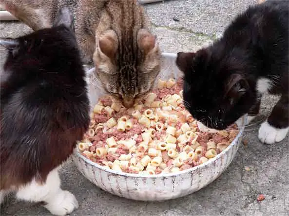 trois chats mangent des pâtes au jambon