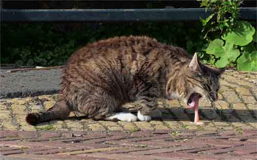 un chat vomit ce qu'il vient de manger