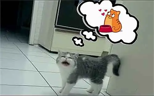 un chat ne cesse de réclamer à manger