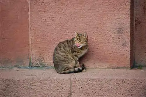 un chat qui se lèche les babines après avoir léché un mur