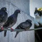 un chat observe attentivement trois pigeons