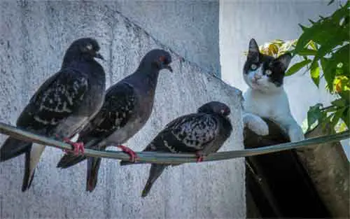 un chat observe attentivement trois pigeons