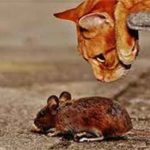 un chat observe attentivement une souris
