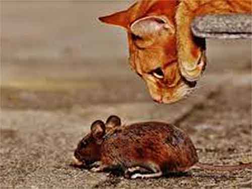 un chat observe attentivement une souris