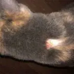 un chat qui a une plaque sans poil sur le cou