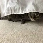 un chat caché sous un lit
