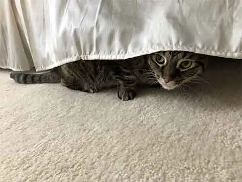 un chat caché sous un lit