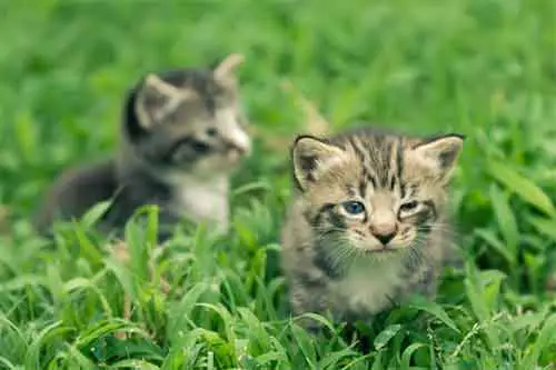 deux chatons de deux mois dans l'herbe