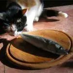 un chat mangeant un maquereau