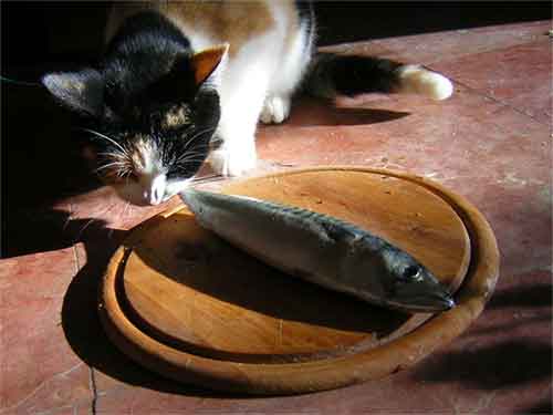 un chat mangeant un maquereau