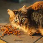 un chat joue avec ses croquettes