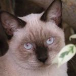 un siamois croisé chat de gouttière