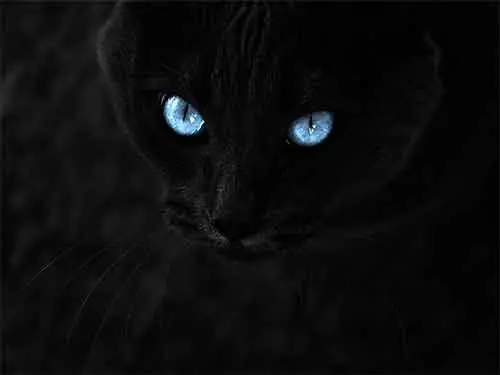 un magnifique chat noir aux yeux bleus perçants