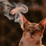 Chaton Qui Marche En Crabe Explications Monminoo