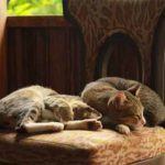 Chaton Qui Marche En Crabe Explications Monminoo