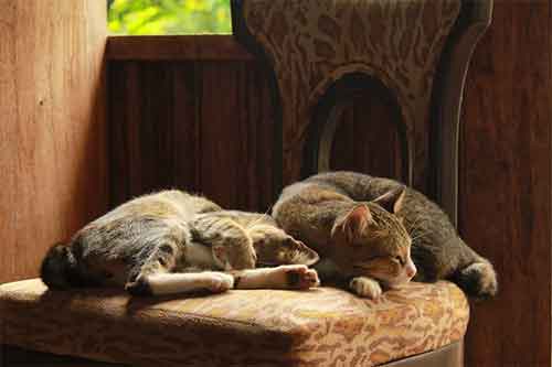deux chats font la sieste sur une chaise