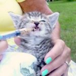 un chaton est nourrit à la seringue par sa maîtresse