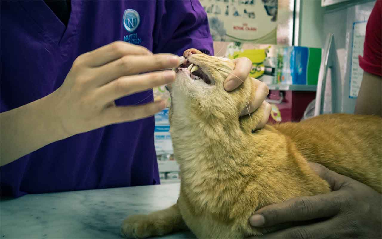 un chat refusant de prendre un médicament traditionnel