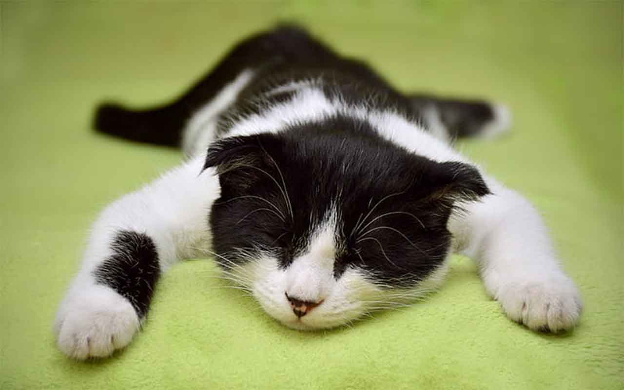 un chat qui rêve et tremble en dormant