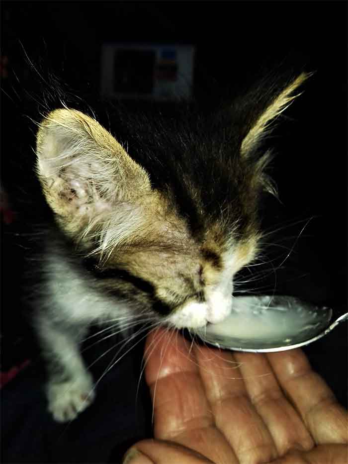 un chaton nourrit à la petite cuillère par son maître