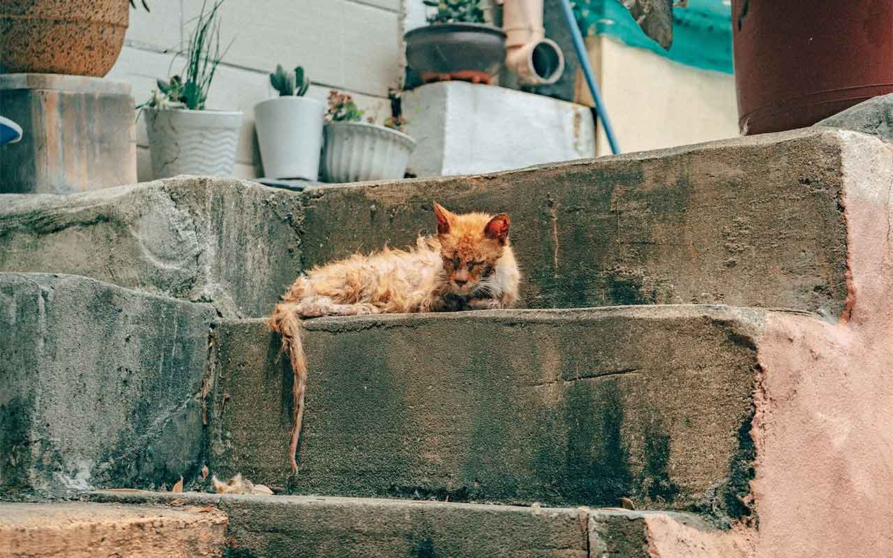 un chat totalement léthargique allongé sur un escalier