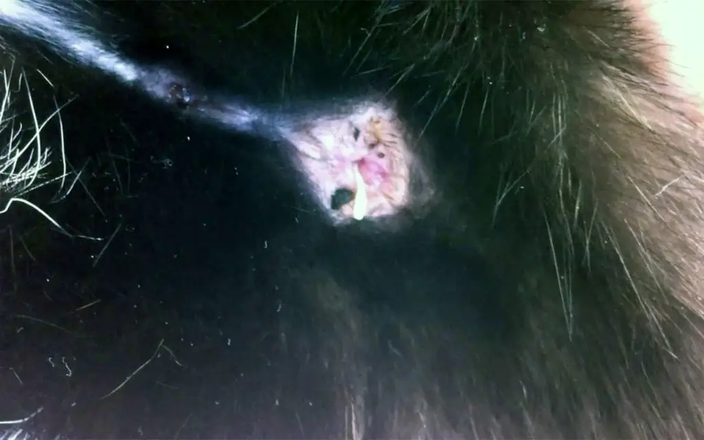 vers blanc nourriture chat