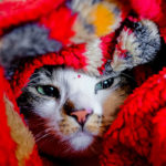 un chat enrhumé est emmitouflé dans une couverture