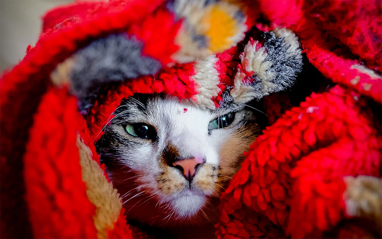 un chat enrhumé est emmitouflé dans une couverture