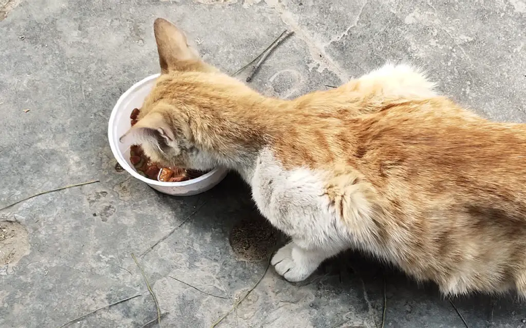 Mon chat mange mais maigrit comprendre et gérer MonMinoo