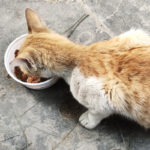 un chat bien amaigrit mange goulument