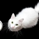 un magnifique chat blanc près d'un bol de lait