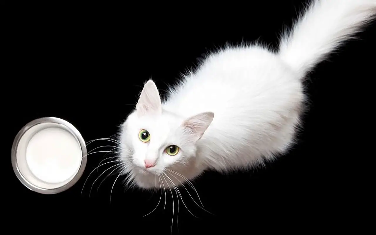 un magnifique chat blanc près d'un bol de lait