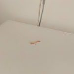 une trace de sang laissée par un chat sur une machine à laver